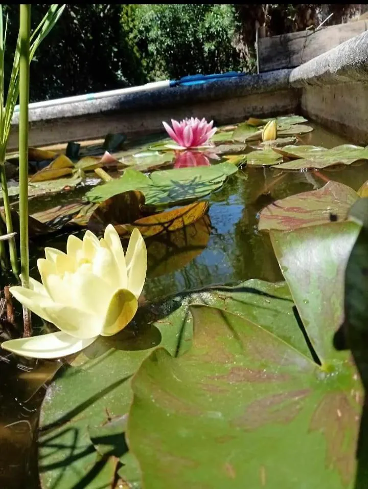 דירה לה תור Petite Maison Avec Jardin Calme צרפת